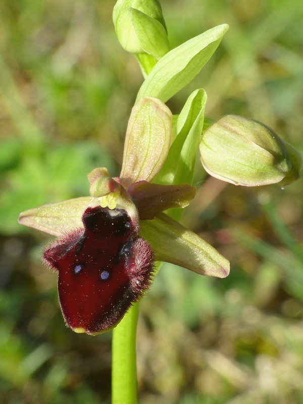 Prima fioritura di orchidee a Palena nel Parco Nazionale della Majella - maggio 2022.